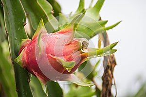 Dragon Fruit on the tree after rain