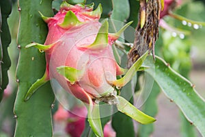 Dragon Fruit on the tree after rain