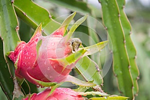 Dragon Fruit on the tree after rain