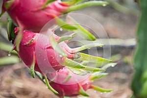 Dragon Fruit on the tree after rain