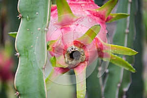 Dragon Fruit on the tree after rain