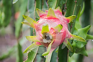Dragon Fruit on the tree after rain