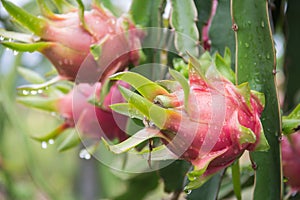Dragon Fruit on the tree after rain