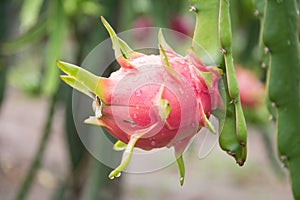 Dragon Fruit on the tree after rain
