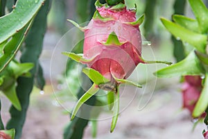 Dragon Fruit on the tree after rain