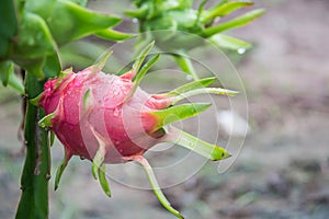 Dragon Fruit on the tree after rain