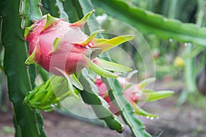 Dragon Fruit on the tree after rain