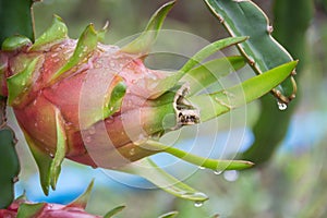 Dragon Fruit on the tree after rain