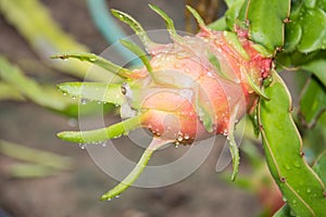 Dragon Fruit on the tree after rain