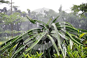 Dragon fruit tree in the rain