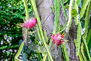 Dragon fruit on tree stump