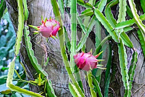 Dragon fruit on tree stump