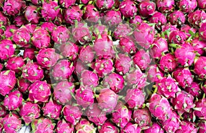 Dragon fruit , tropical fruit displayed at Vinh Long fruit market, Mekong delta. The majority of Vietnam`s fruits come from the m