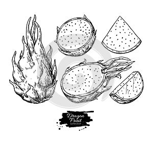 Dragon fruit vector drawing. Hand drawn tropical food illustration. Engraved summer dragonfruit photo