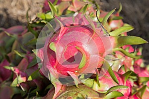 Dragon fruit at Vietnam