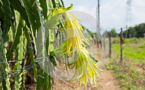 Dragon fruit at Vietnam