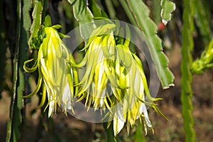 Dragon fruit at Vietnam