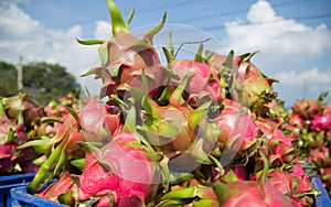 Dragon fruit at Vietnam