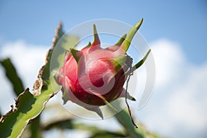Dragon fruit at Vietnam