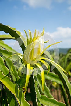 Dragon fruit at Vietnam