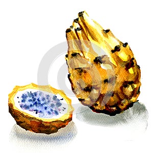 Dragon Fruit, Yellow pitahaya isolated, watercolor illustration on white