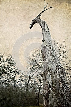 Dragon Head Shaped Southern Live Oak Tree