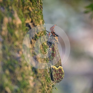 dragon-headed bug sitting on the side of a tree