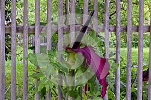 Dragon Lily Purple Bud on Fence 11