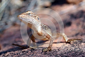 Dragon lizard