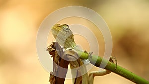 Dragon Lizard Oriental Lizard Basking Bokeh Background