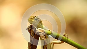 Dragon Lizard Oriental Lizard Bokeh Background