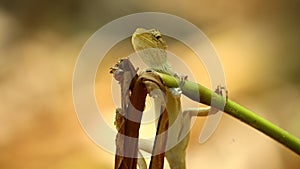 Dragon Lizard Oriental Lizard Bokeh Background