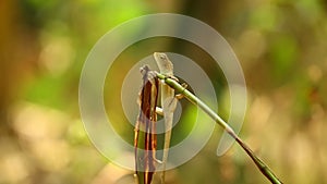 Dragon lizard oriental lizard wild bokeh background