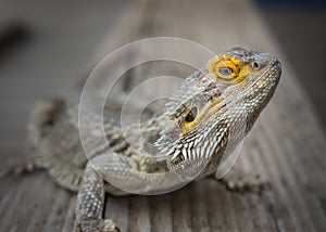 Dragon Lizard
