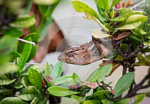 Dragon lizards, Old Wolrd lizards  Agamidae  A brown body hiding in the forest