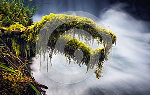 DRAGON OF THE MOSS IN THE FOREST photo