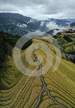 Dragon`s back rice terrace in Longji, China