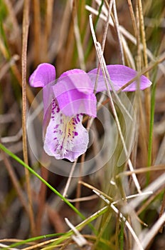Dragon`s Mouth Orchid photo
