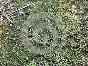 the Dragon\'s Scale Fern crawling on the ground