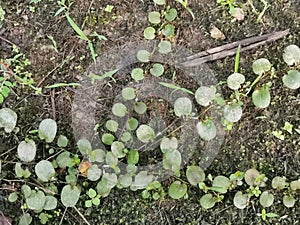 the Dragon\'s Scale Fern crawling on the ground