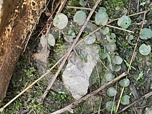 the Dragon\'s Scale Fern crawling on the ground