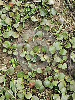 the Dragon\'s Scale Fern crawling on the ground