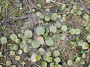 the Dragon\'s Scale Fern crawling on the ground