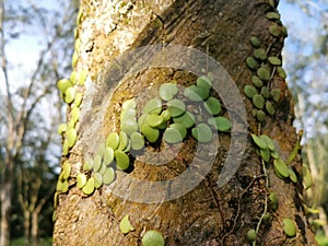 the Dragon\'s Scale Fern crawling on the tree bark.