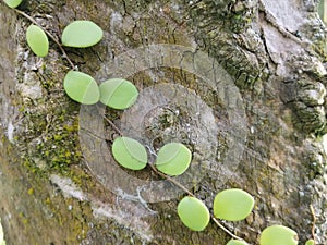 the Dragon\'s Scale Fern crawling on the tree bark.