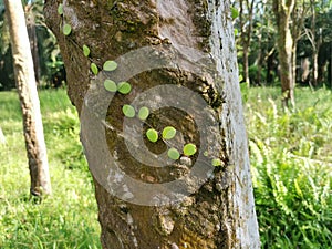 the Dragon\'s Scale Fern crawling on the tree bark.