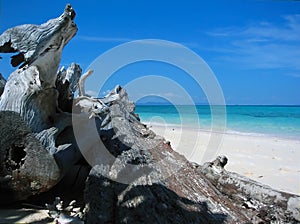 Dragon's sunbathe in Paradise