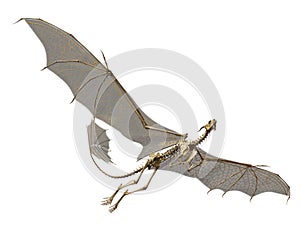 Dragon skeleton in a white background