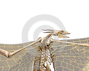 Dragon skeleton in a white background