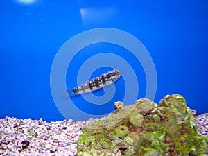 Dragon Sleeper goby Amblygobius phalaena photo